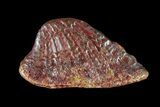 Fossil Sawfish Dermal Denticle - Kem Kem Beds, Morocco #72753-1